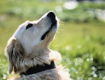 GREEN DOG