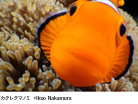 「海中散歩」写真展～中村征夫のお魚ワールド～