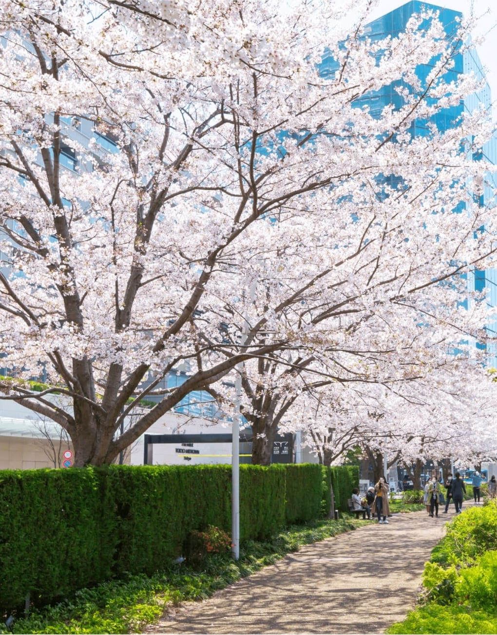 春の散歩道