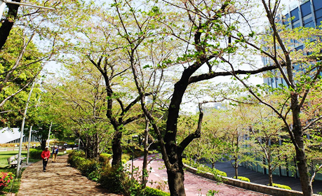 2016年4月15日（金）桜の様子