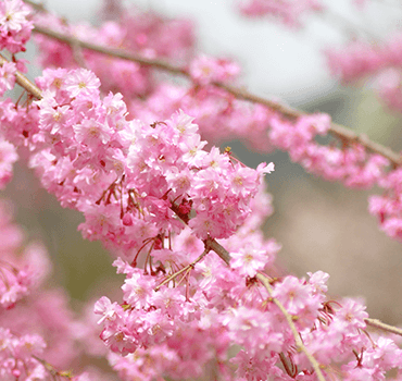 サクラ（桜） | オザキフラワーパーク