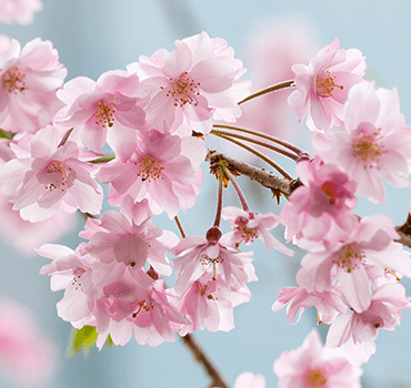 桜図鑑 | TOKYO MIDTOWN BLOSSOM | 東京ミッドタウン