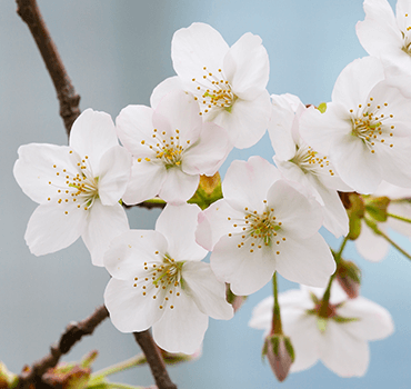 リアル MIDTOWN TOKYO | 桜図鑑 BLOSSOM 東京ミッドタウン | 小物