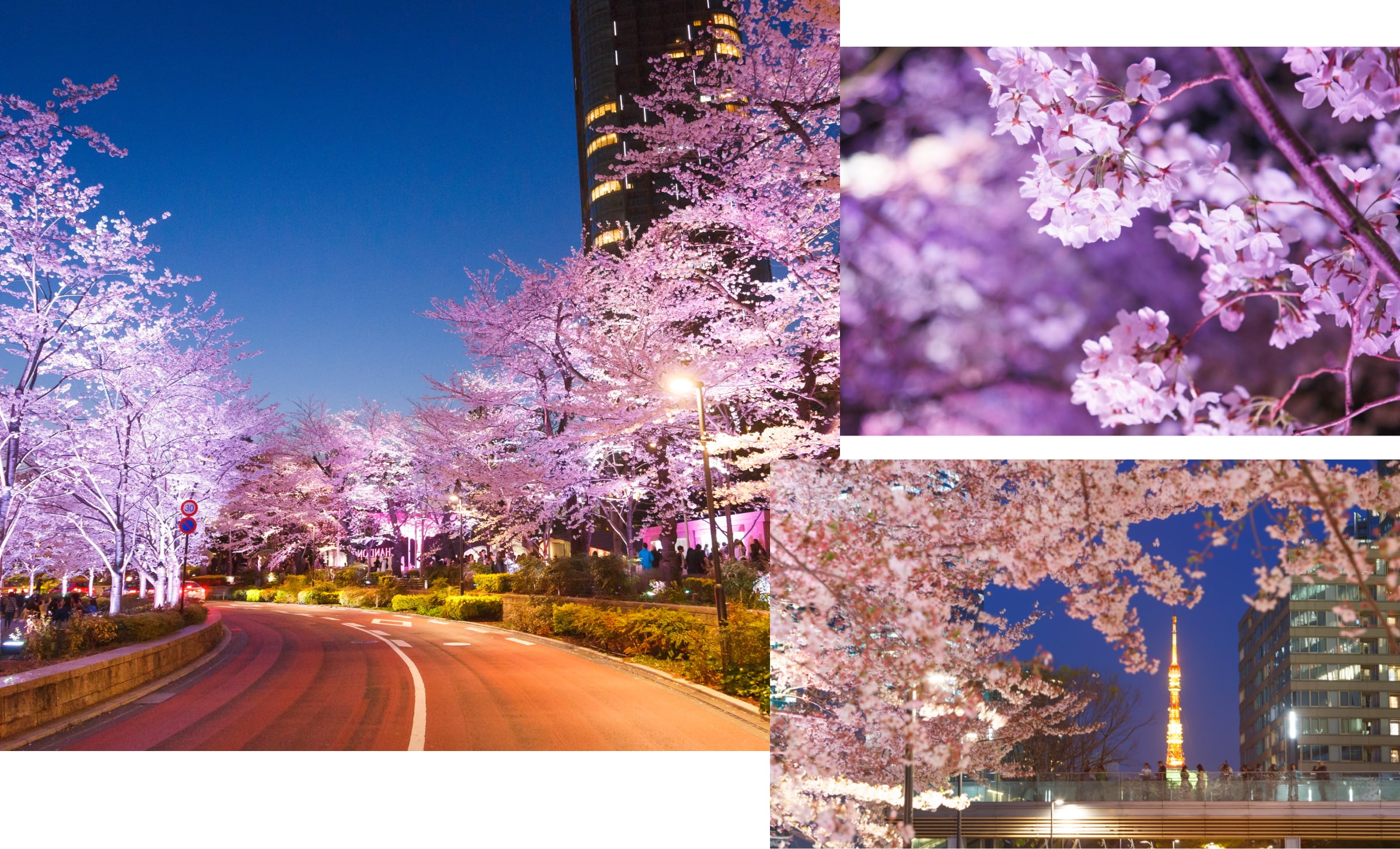 夜桜ライトアップのイメージ