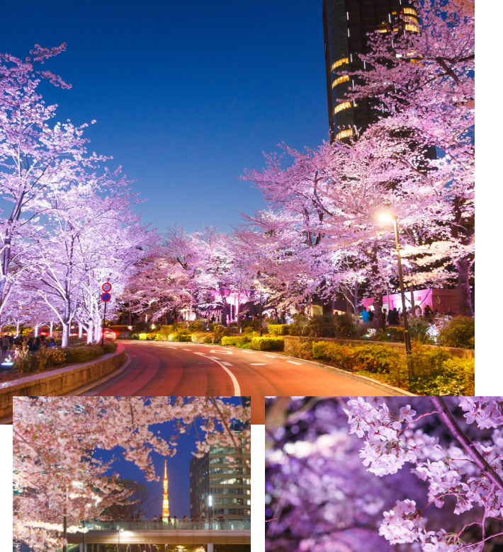 Cherry blossom night-time illumination