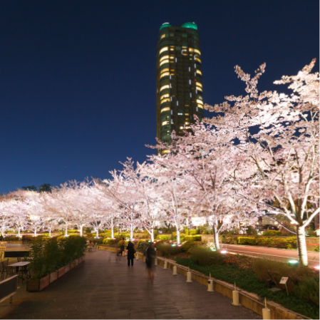 夜桜ライトアップ