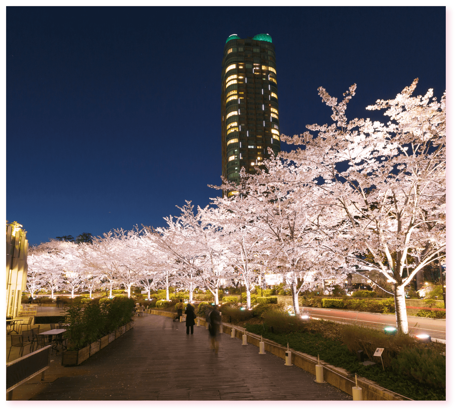 Cherry blossom night-time illumination
