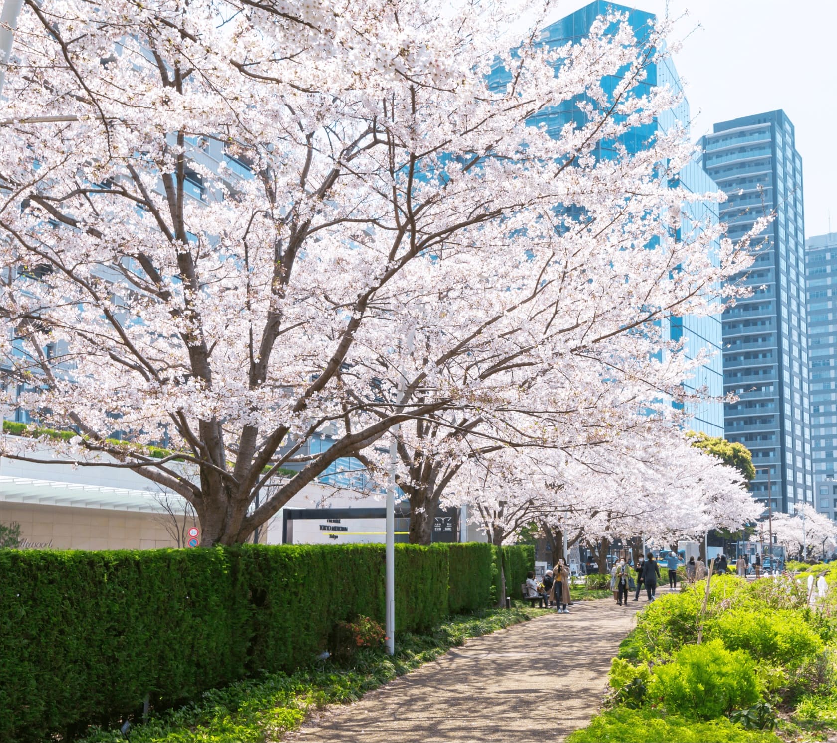 sakura