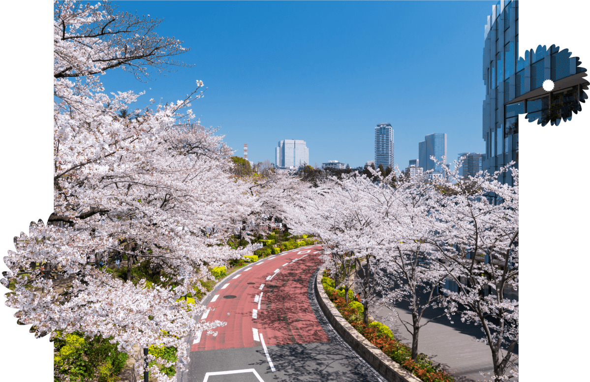 sakura