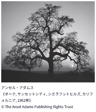 アンセル・アダムス《オーク, サンセットシティ, シエラフットヒルズ, カリフォルニア, 1962年》© The Ansel Adams Publishing Rights Trust