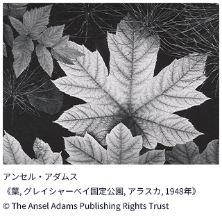 アンセル・アダムス《葉, グレイシャーベイ国定公園, アラスカ, 1948年》© The Ansel Adams Publishing Rights Trust