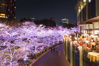 桜ライトアップ