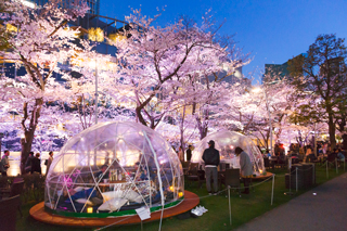 CHANDON Blossom Lounge