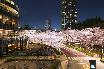 夜桜ライトアップ