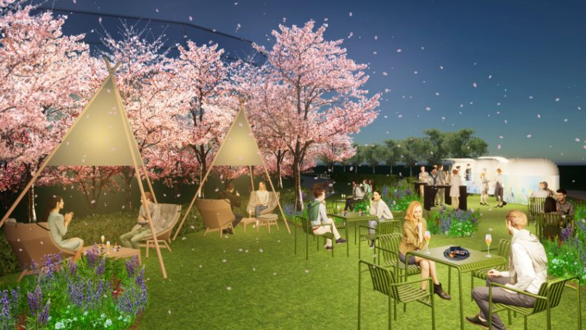 Enjoy a luxurious night fascinated by the illuminated cherry blossoms