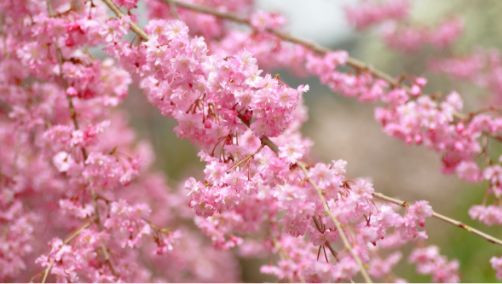 ヤエベニシダレ