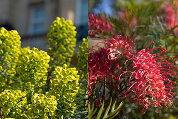 ラウンジを彩る草花（イメージ）