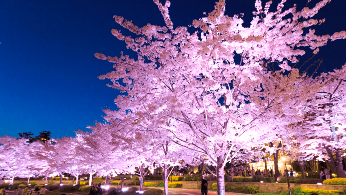 桜ライトアップ イベント 東京ミッドタウン