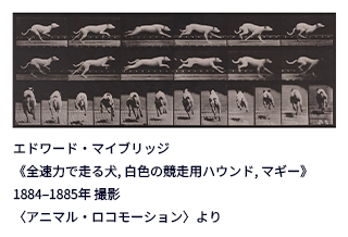 動画の原点『アニマル・ロコモーション』「連続写真に取り憑かれた男 エドワード・マイブリッジ」