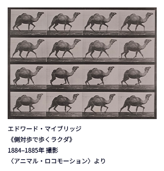 動画の原点『アニマル・ロコモーション』「連続写真に取り憑かれた男 エドワード・マイブリッジ」