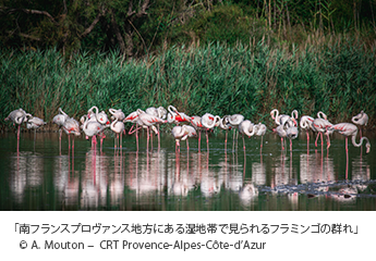 「南フランスプロヴァンス地方にある湿地帯で見られるフラミンゴの群れ」© A.Mouton-CRT Provence-Alpes-Côte-d'Azur