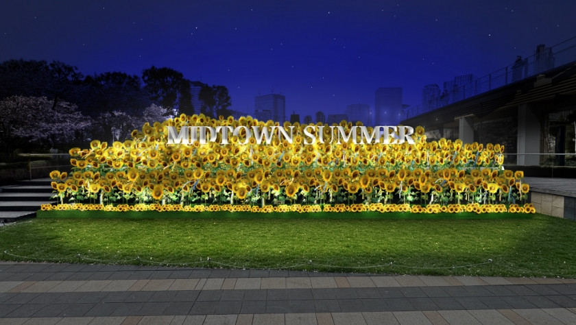 A sunflower field animated by light and color at night