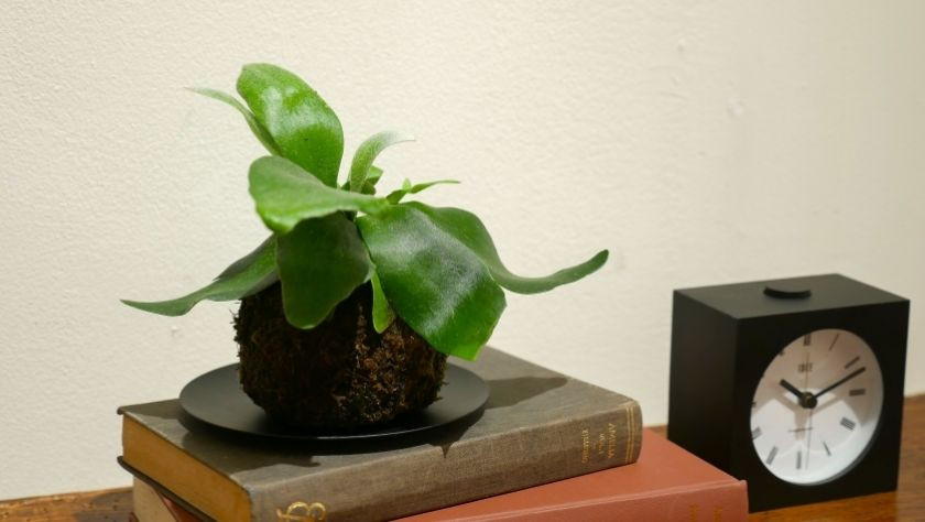 IDÉE SHOP/IDÉE CAFÉ PARC「苔玉ワークショップ」
