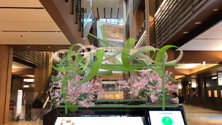 Spring Flower Display