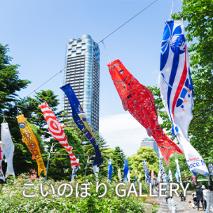 こいのぼり GALLERY