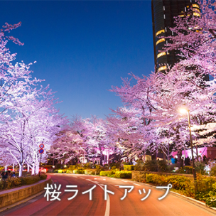 桜ライトアップ