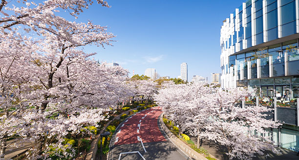 Tokyo Midtown Blossom 東京ミッドタウン