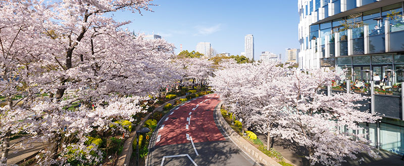 MIDTOWN BLOSSOM