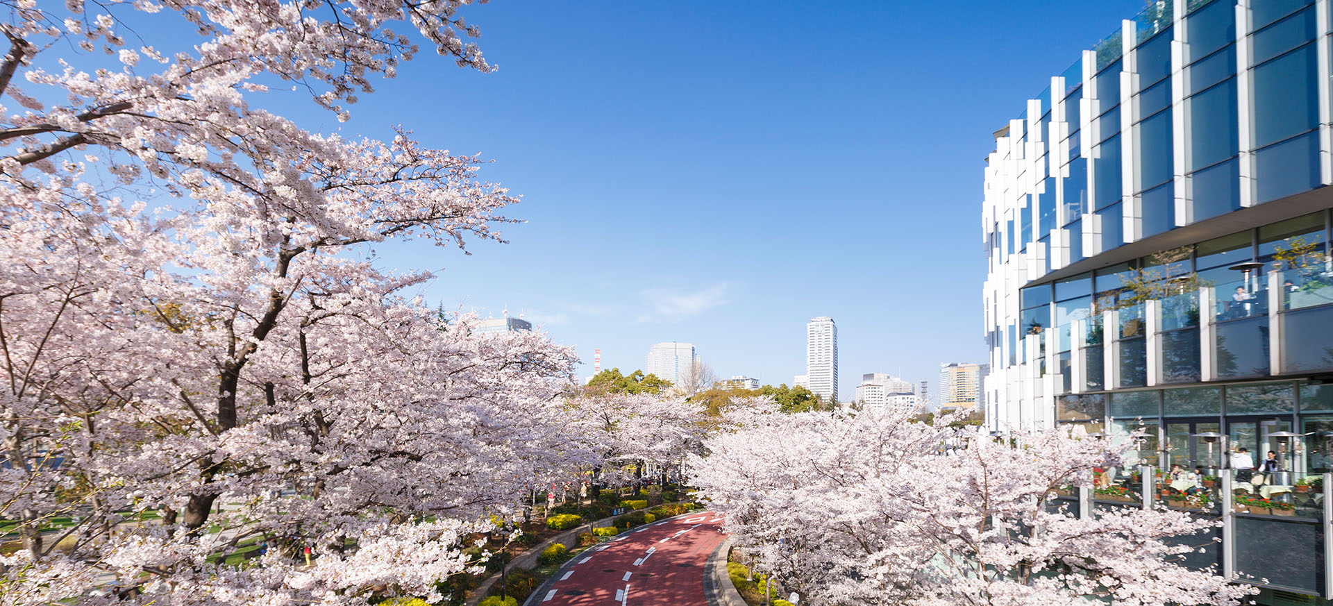 MIDTOWN BLOSSOM