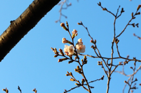 桜開花状況