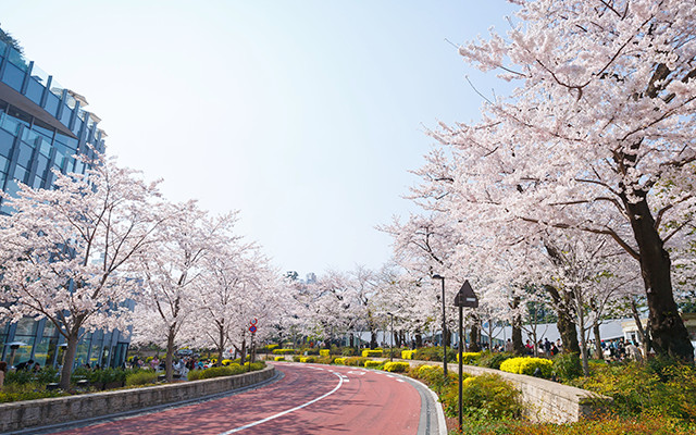 「開業10周年記念 桜の植樹」