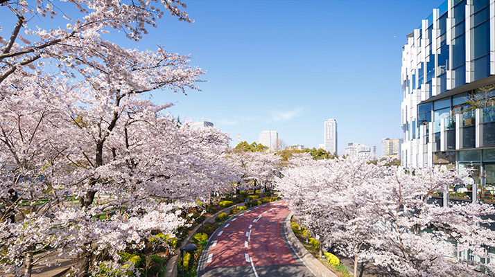 東京ミットタウンの桜