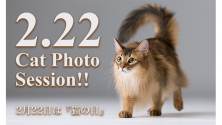 2月22日は猫の日　キャットフォトセッション