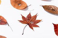 葉っぱきっぷ（ファイナリスト）